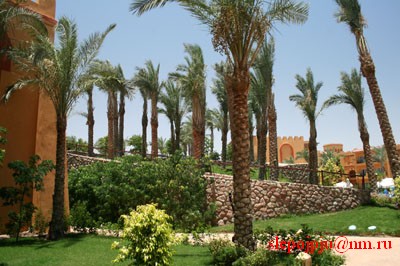Пальмы арабского квартала.