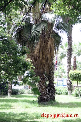 В Каире пальмы, как у нас тополя. Их много. Нет. Они просто везде куда не упадет взгляд человеческий.