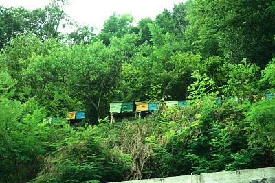 На высокой гряде стоят ульи. Как туда добирается     пчеловод, остается только гадать.