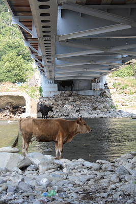 Коровы под мостом прячутся от жары.